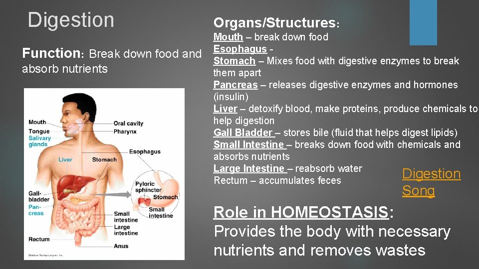 Digestion Function: Break down food and absorb nutrients Organs/Structures: Mouth – break down food Digestion Function: Break down food and absorb nutrients Organs/Structures: Mouth – break down food