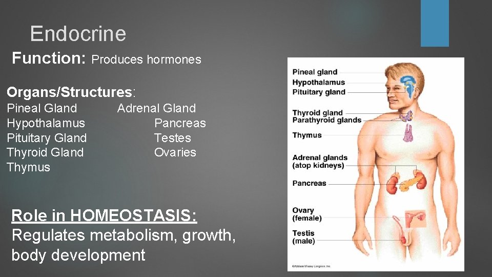 Endocrine Function: Produces hormones Organs/Structures: Pineal Gland Hypothalamus Pituitary Gland Thyroid Gland Thymus Adrenal Endocrine Function: Produces hormones Organs/Structures: Pineal Gland Hypothalamus Pituitary Gland Thyroid Gland Thymus Adrenal