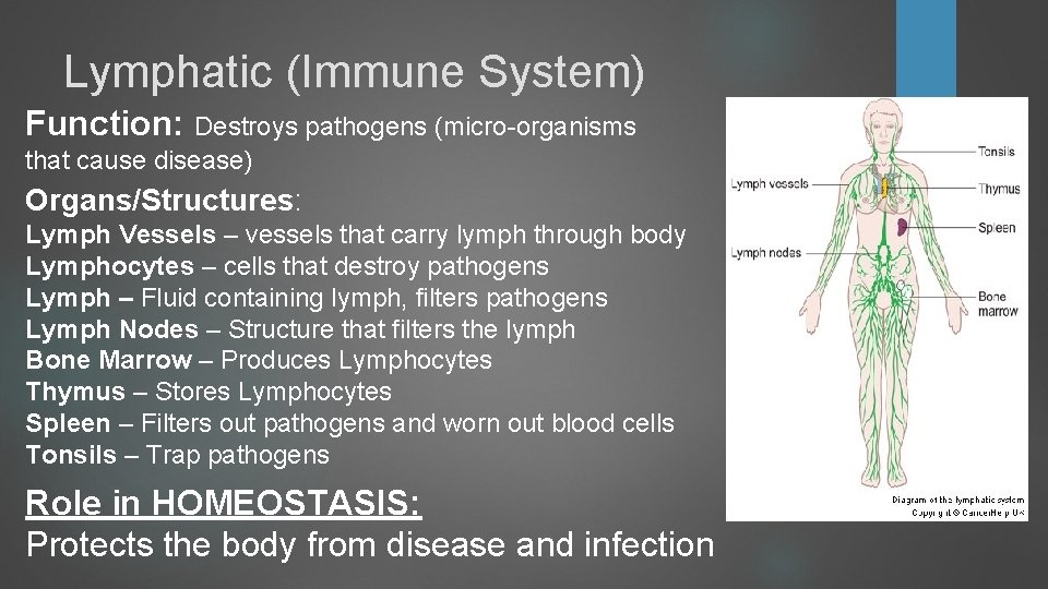 Lymphatic (Immune System) Function: Destroys pathogens (micro-organisms that cause disease) Organs/Structures: Lymph Vessels – Lymphatic (Immune System) Function: Destroys pathogens (micro-organisms that cause disease) Organs/Structures: Lymph Vessels –