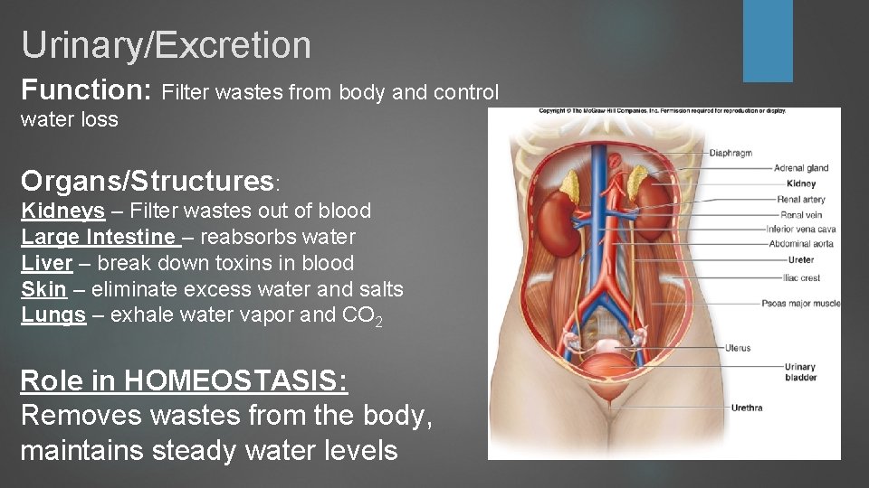 Urinary/Excretion Function: Filter wastes from body and control water loss Organs/Structures: Kidneys – Filter Urinary/Excretion Function: Filter wastes from body and control water loss Organs/Structures: Kidneys – Filter