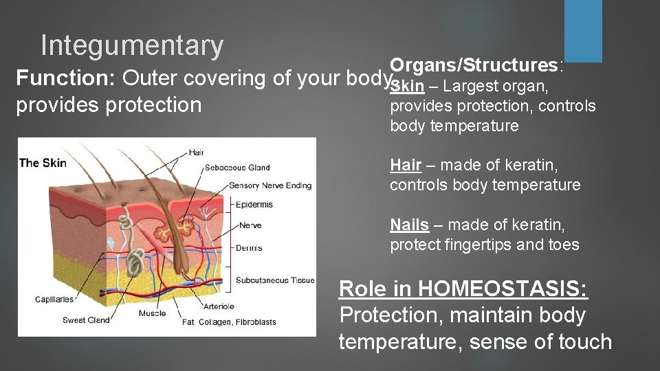 Integumentary Organs/Structures: Function: Outer covering of your body, Skin – Largest organ, provides protection, Integumentary Organs/Structures: Function: Outer covering of your body, Skin – Largest organ, provides protection,