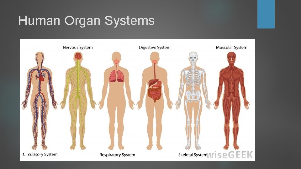 Human Organ Systems Human Organ Systems