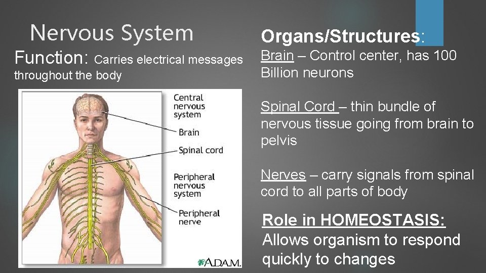 Nervous System Function: Carries electrical messages throughout the body Organs/Structures: Brain – Control center, Nervous System Function: Carries electrical messages throughout the body Organs/Structures: Brain – Control center,