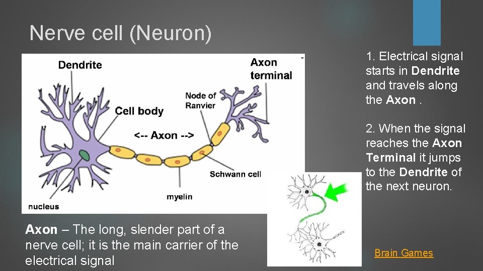 Nerve cell (Neuron) 1. Electrical signal starts in Dendrite and travels along the Axon. Nerve cell (Neuron) 1. Electrical signal starts in Dendrite and travels along the Axon.