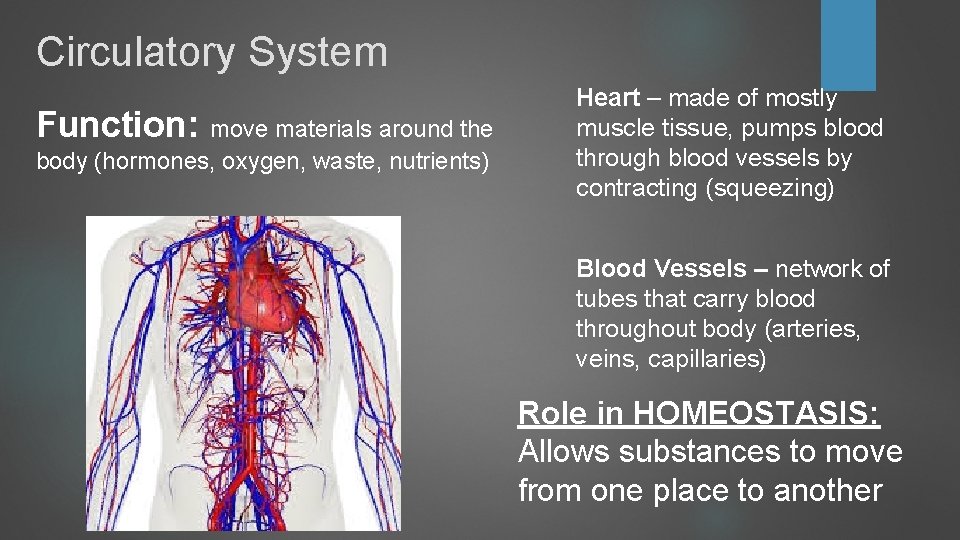 Circulatory System Function: move materials around the body (hormones, oxygen, waste, nutrients) Heart – Circulatory System Function: move materials around the body (hormones, oxygen, waste, nutrients) Heart –