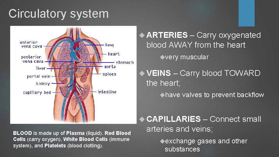 Circulatory system ARTERIES – Carry oxygenated blood AWAY from the heart very muscular VEINS Circulatory system ARTERIES – Carry oxygenated blood AWAY from the heart very muscular VEINS