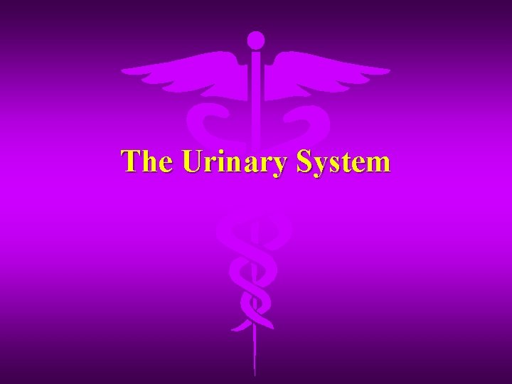 The Urinary System 