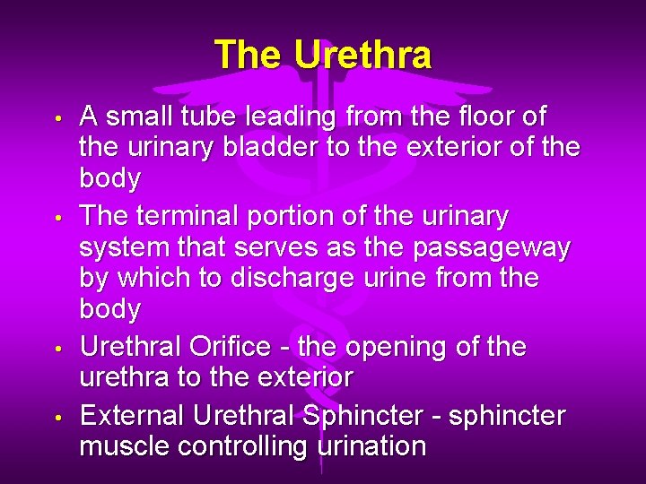 The Urethra • • A small tube leading from the floor of the urinary The Urethra • • A small tube leading from the floor of the urinary