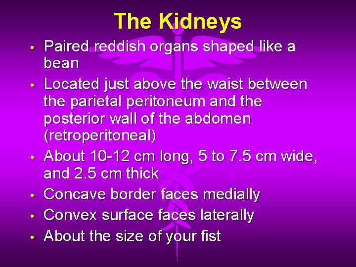 The Kidneys • • • Paired reddish organs shaped like a bean Located just