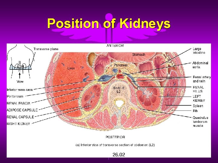 Position of Kidneys 