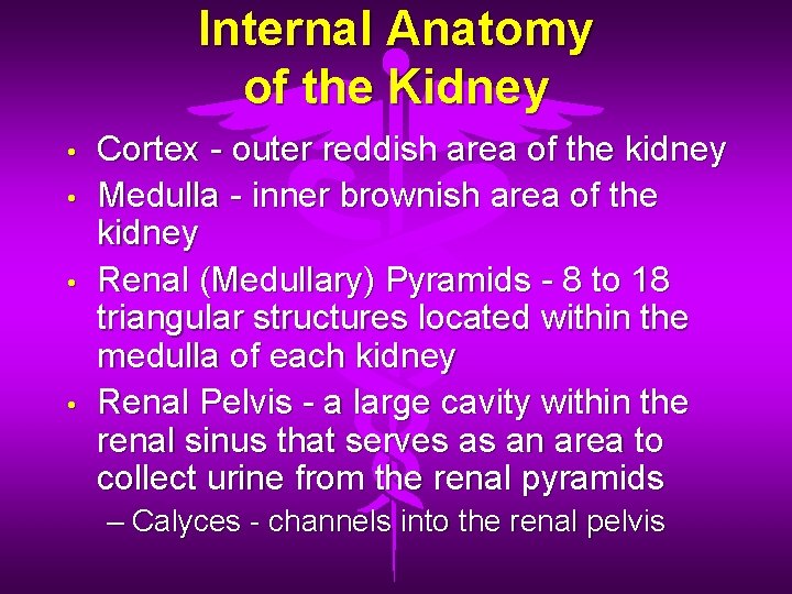 Internal Anatomy of the Kidney • • Cortex - outer reddish area of the Internal Anatomy of the Kidney • • Cortex - outer reddish area of the