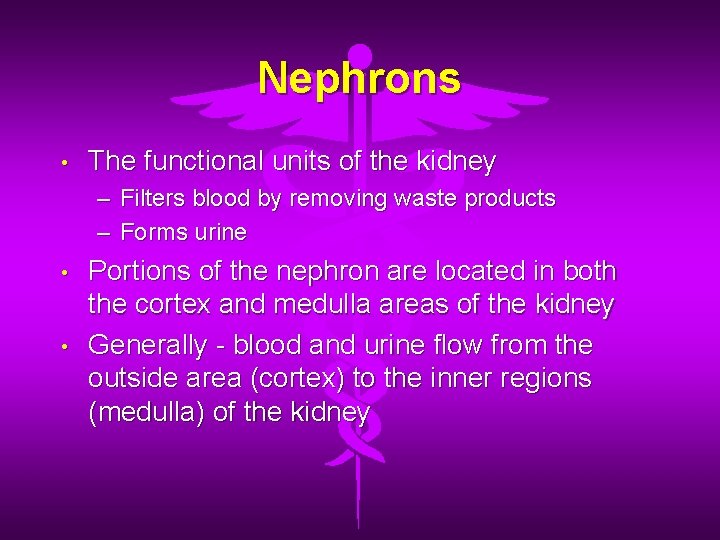 Nephrons • The functional units of the kidney – Filters blood by removing waste