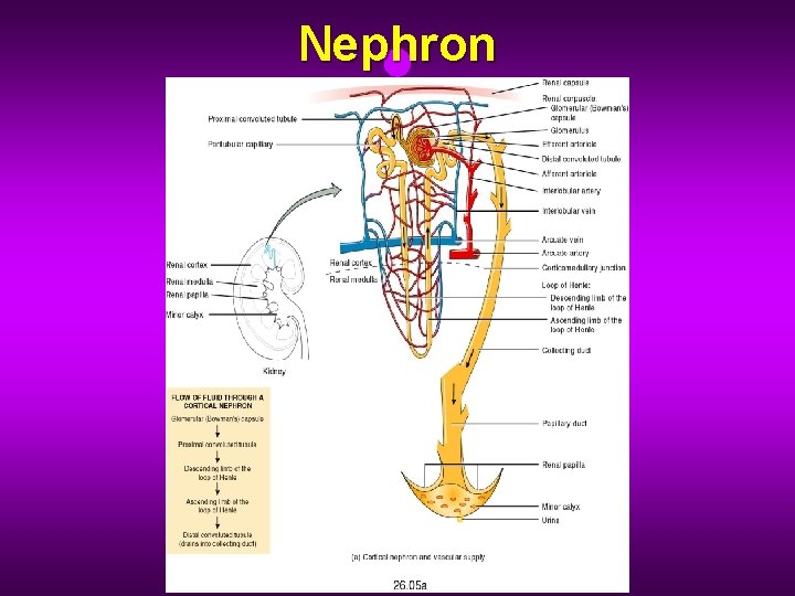 Nephron Nephron