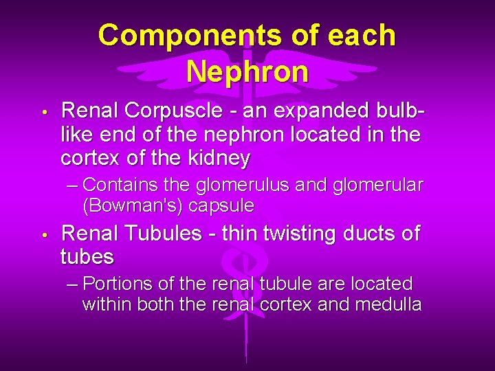 Components of each Nephron • Renal Corpuscle - an expanded bulblike end of the