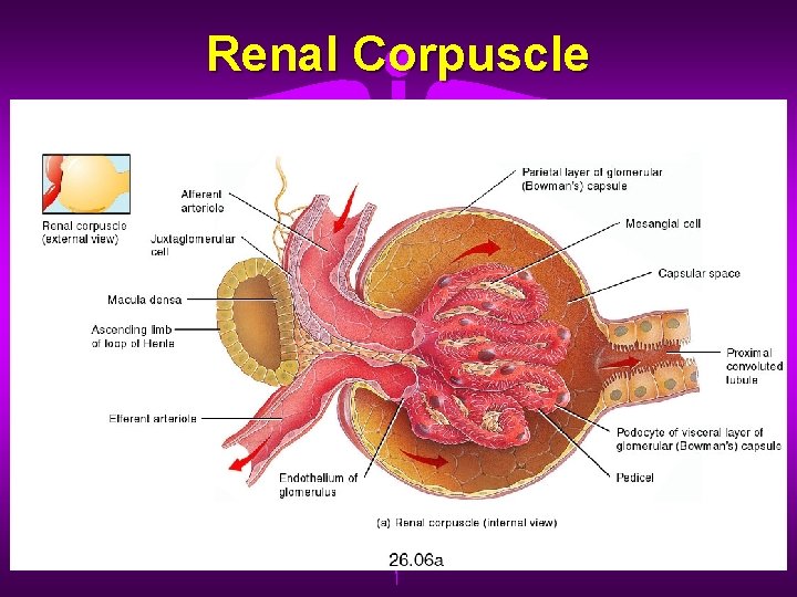 Renal Corpuscle 