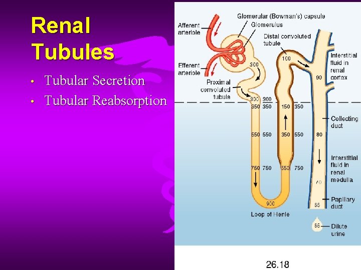 Renal Tubules • • Tubular Secretion Tubular Reabsorption Renal Tubules • • Tubular Secretion Tubular Reabsorption