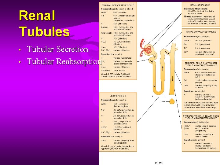 Renal Tubules • • Tubular Secretion Tubular Reabsorption 