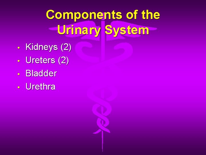 Components of the Urinary System • • Kidneys (2) Ureters (2) Bladder Urethra 