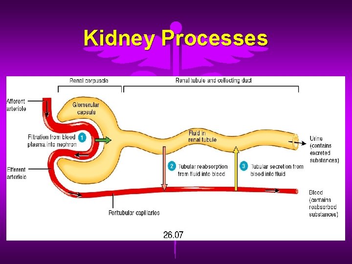 Kidney Processes 