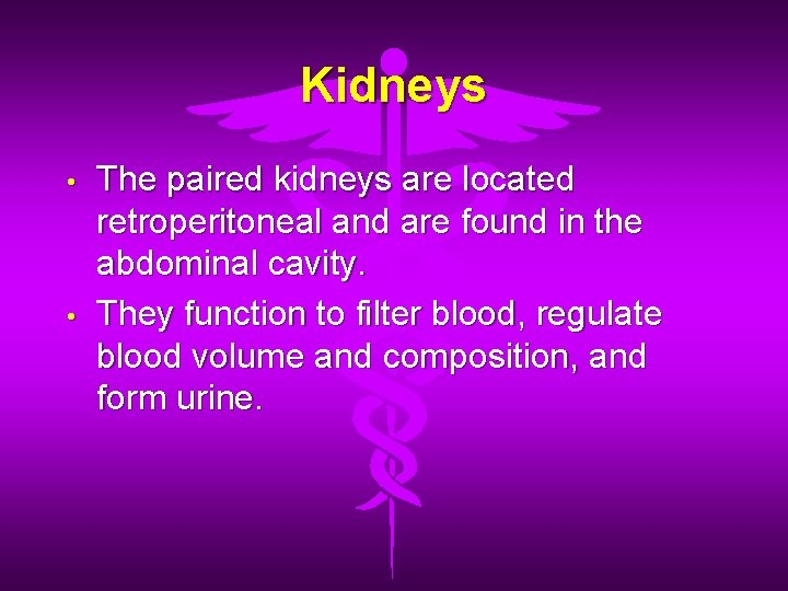 Kidneys • • The paired kidneys are located retroperitoneal and are found in the