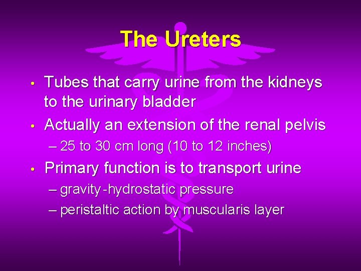 The Ureters • • Tubes that carry urine from the kidneys to the urinary