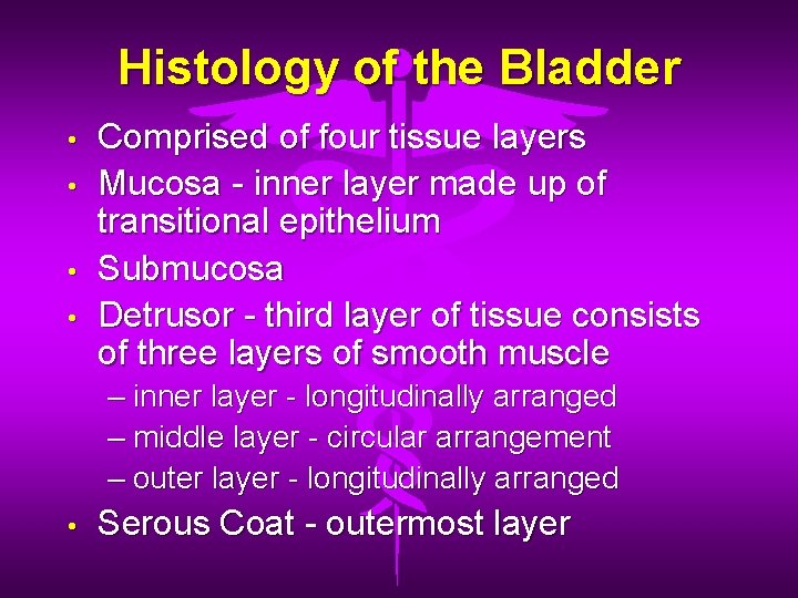 Histology of the Bladder • • Comprised of four tissue layers Mucosa - inner