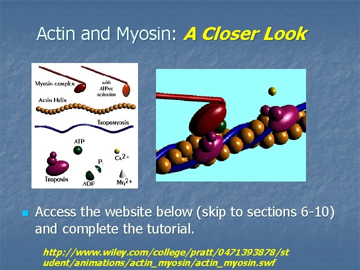 Actin and Myosin: A Closer Look n Access the website below (skip to sections