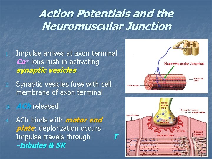 Action Potentials and the Neuromuscular Junction 1. Impulse arrives at axon terminal Ca+ ions