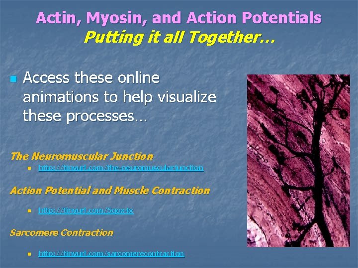 Actin, Myosin, and Action Potentials Putting it all Together… n Access these online animations Actin, Myosin, and Action Potentials Putting it all Together… n Access these online animations