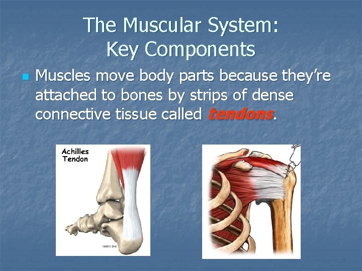The Muscular System: Key Components n Muscles move body parts because they’re attached to The Muscular System: Key Components n Muscles move body parts because they’re attached to