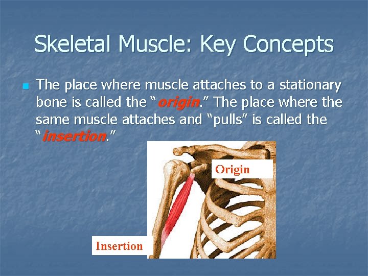 Skeletal Muscle: Key Concepts n The place where muscle attaches to a stationary bone