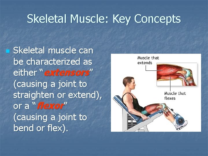 Skeletal Muscle: Key Concepts n Skeletal muscle can be characterized as either “extensors” (causing Skeletal Muscle: Key Concepts n Skeletal muscle can be characterized as either “extensors” (causing