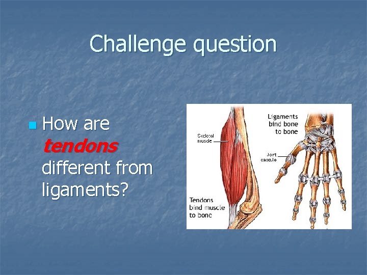 Challenge question n How are tendons different from ligaments? 