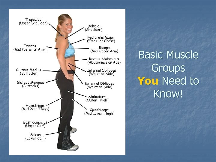 Basic Muscle Groups You Need to Know! 