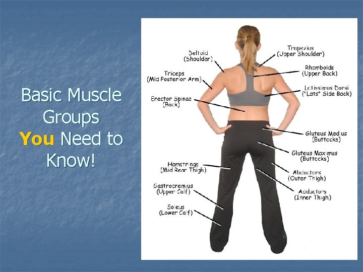 Basic Muscle Groups You Need to Know! Basic Muscle Groups You Need to Know!