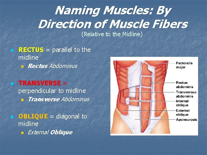 Naming Muscles: By Direction of Muscle Fibers (Relative to the Midline) n n n