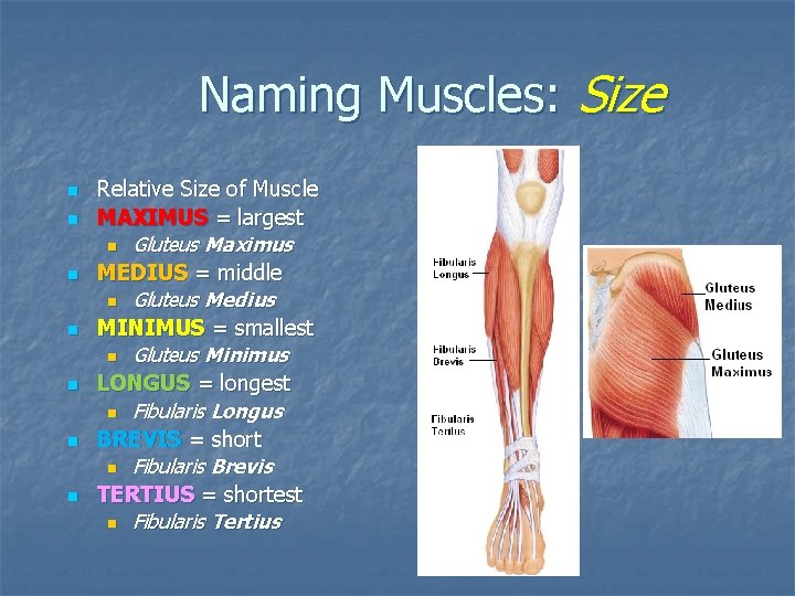 Naming Muscles: Size n n n n Relative Size of Muscle MAXIMUS = largest Naming Muscles: Size n n n n Relative Size of Muscle MAXIMUS = largest