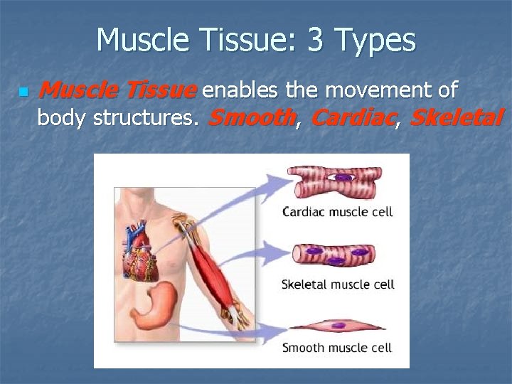 Muscle Tissue: 3 Types n Muscle Tissue enables the movement of body structures. Smooth,