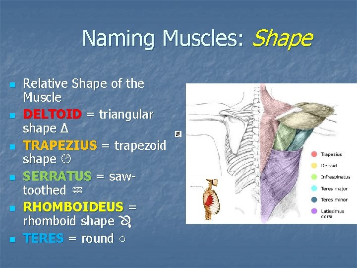 Naming Muscles: Shape n n n Relative Shape of the Muscle DELTOID = triangular Naming Muscles: Shape n n n Relative Shape of the Muscle DELTOID = triangular