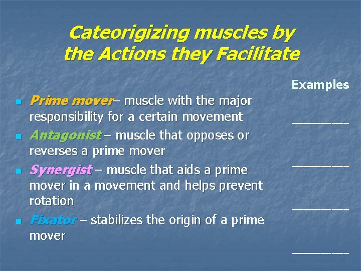 Cateorigizing muscles by the Actions they Facilitate n n Prime mover– muscle with the Cateorigizing muscles by the Actions they Facilitate n n Prime mover– muscle with the