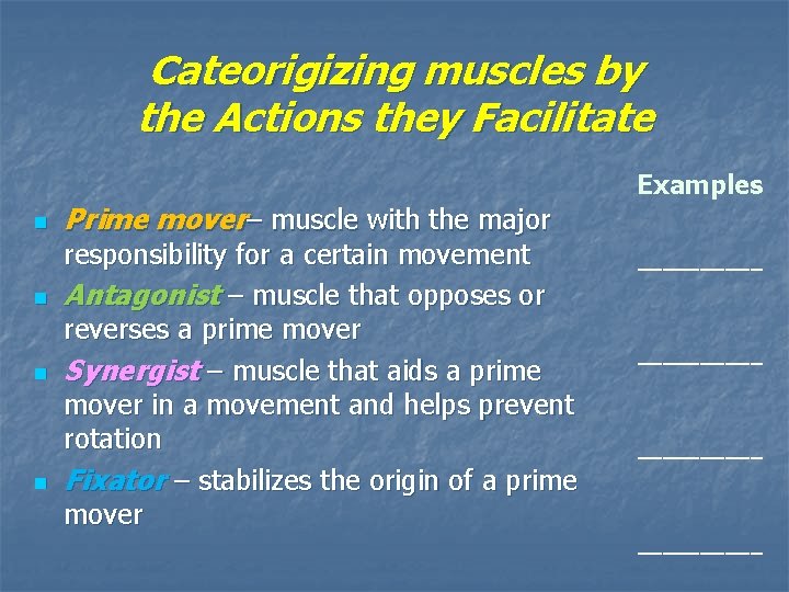 Cateorigizing muscles by the Actions they Facilitate n n Prime mover– muscle with the