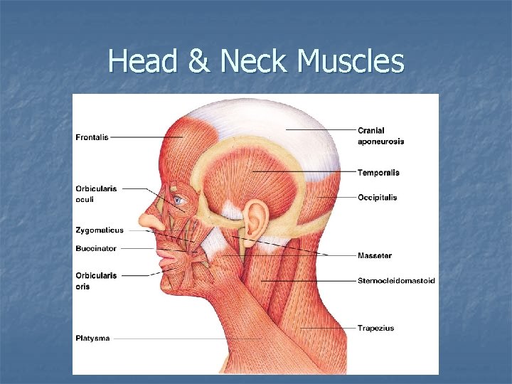 Head & Neck Muscles Head & Neck Muscles