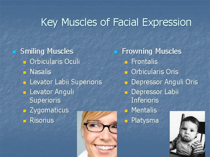 Key Muscles of Facial Expression n Smiling Muscles n n n Orbicularis Oculi Nasalis