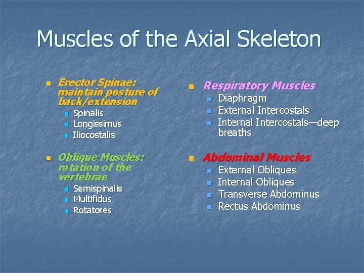 Muscles of the Axial Skeleton n Erector Spinae: maintain posture of back/extension n n