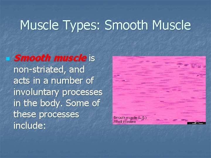 Muscle Types: Smooth Muscle n Smooth muscle is non-striated, and acts in a number