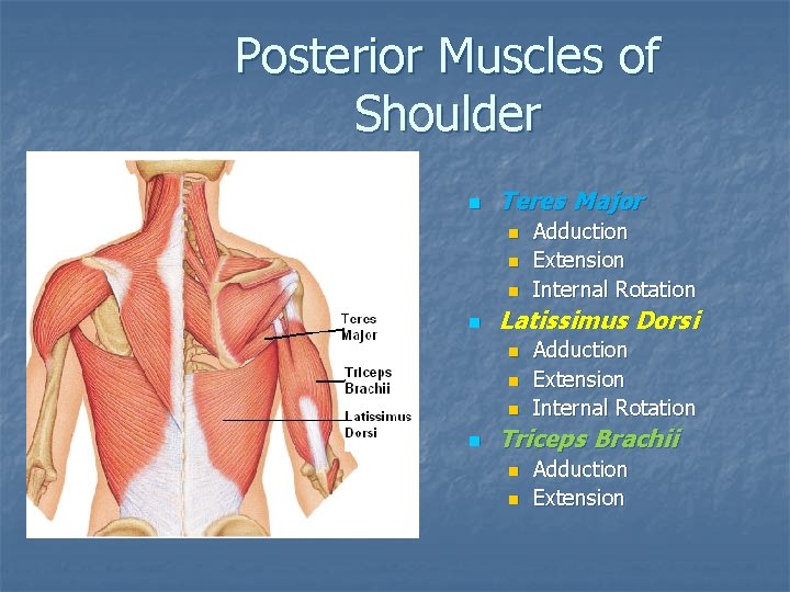 Posterior Muscles of Shoulder n Teres Major n n Latissimus Dorsi n n Adduction Posterior Muscles of Shoulder n Teres Major n n Latissimus Dorsi n n Adduction