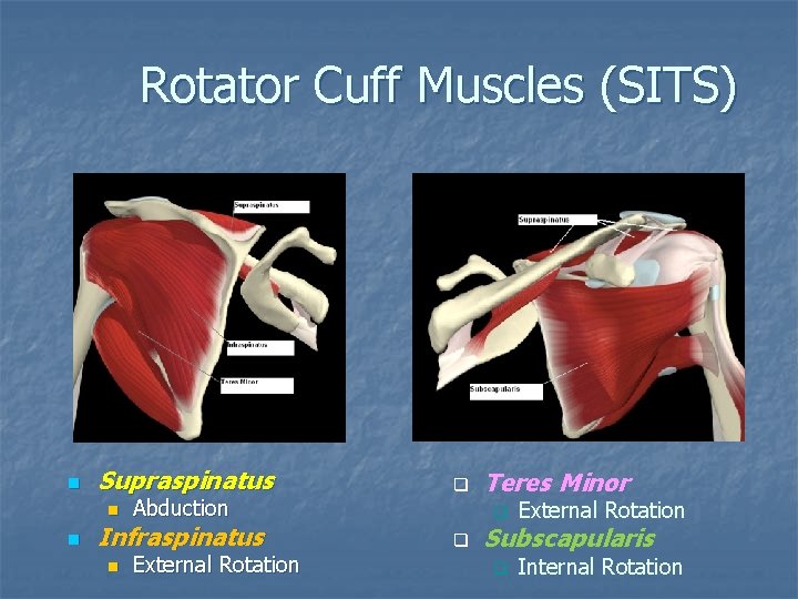 Rotator Cuff Muscles (SITS) n Supraspinatus n n Abduction Infraspinatus n External Rotation q