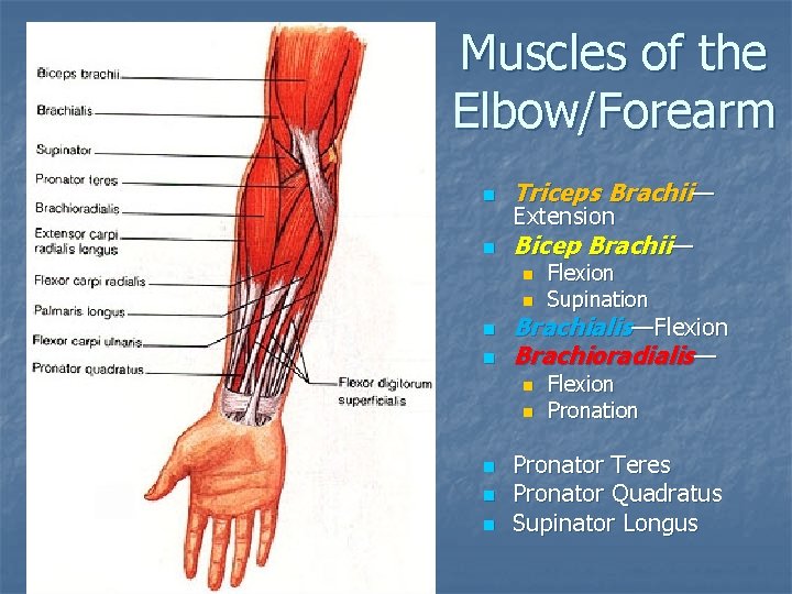 Muscles of the Elbow/Forearm n Triceps Brachii— n Bicep Brachii— Extension n n Brachialis—Flexion