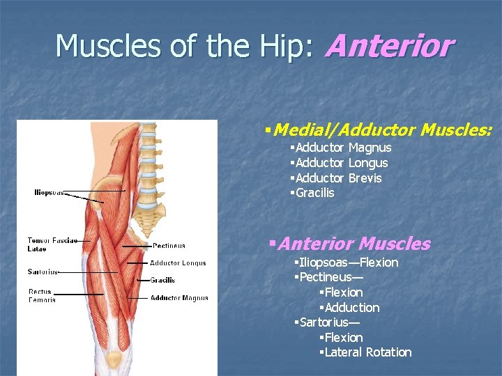 Muscles of the Hip: Anterior §Medial/Adductor Muscles: §Adductor Magnus §Adductor Longus §Adductor Brevis §Gracilis Muscles of the Hip: Anterior §Medial/Adductor Muscles: §Adductor Magnus §Adductor Longus §Adductor Brevis §Gracilis