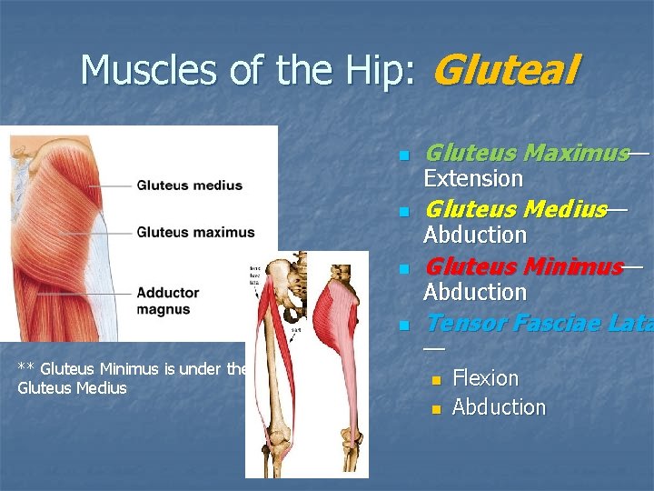 Muscles of the Hip: Gluteal ** Gluteus Minimus is under the Gluteus Medius n Muscles of the Hip: Gluteal ** Gluteus Minimus is under the Gluteus Medius n